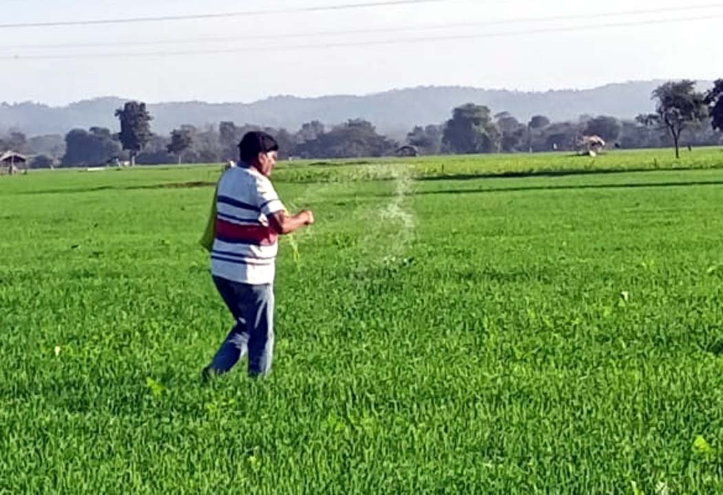 Farmers are also spraying third water, urea and pesticides in the fields