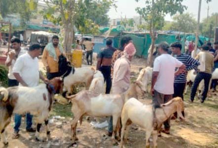 Thousands of rupees were bid on goats brought to the market for Bakrid