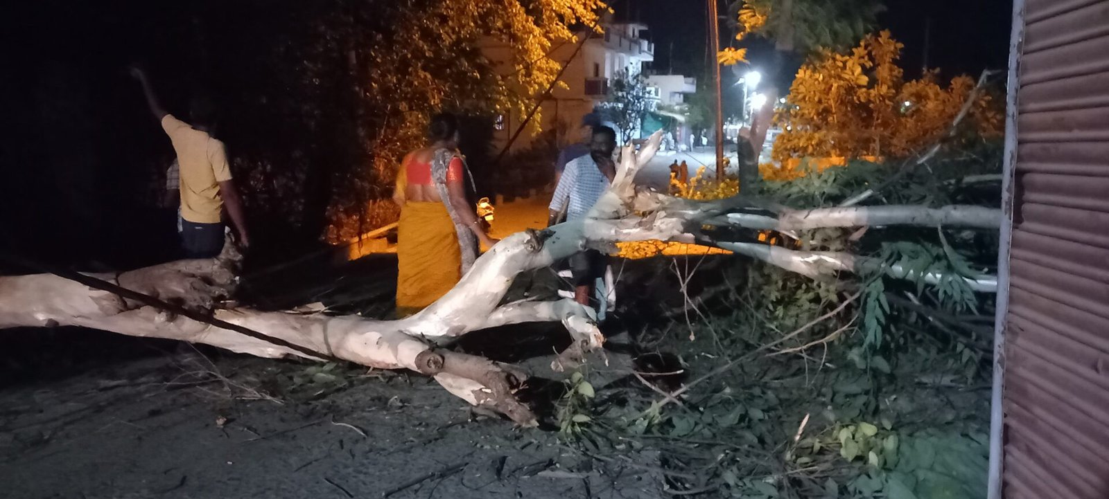 Tree fell due to storm, closed road opened due to councilor's efforts, traffic became smooth