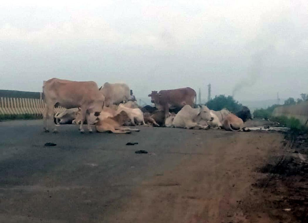 A crowd of homeless animals on Kheda Overbridge, causing problems to pedestrians