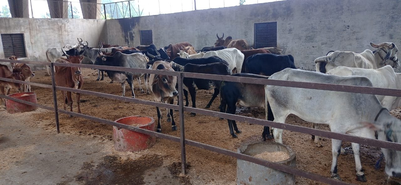 The municipality removed 150 cattle from the city in 10 days