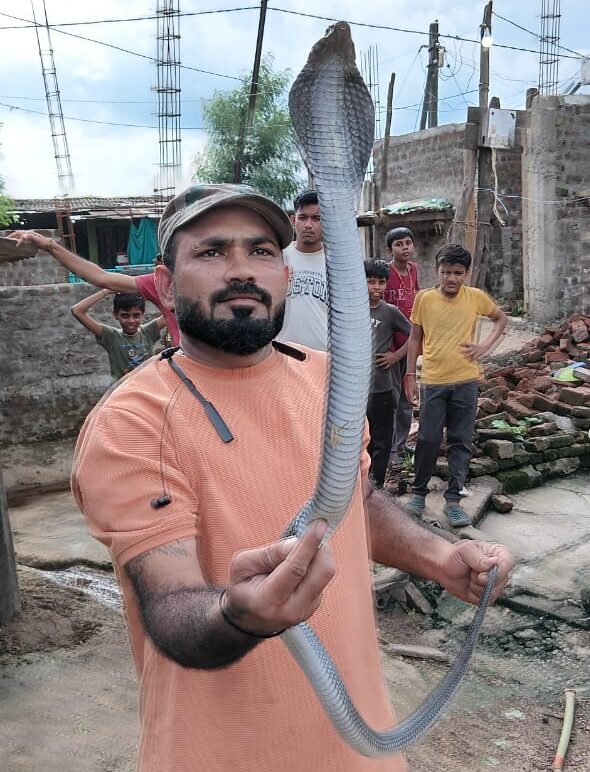 Cobra was successfully rescued from Dudu village and released in the forest