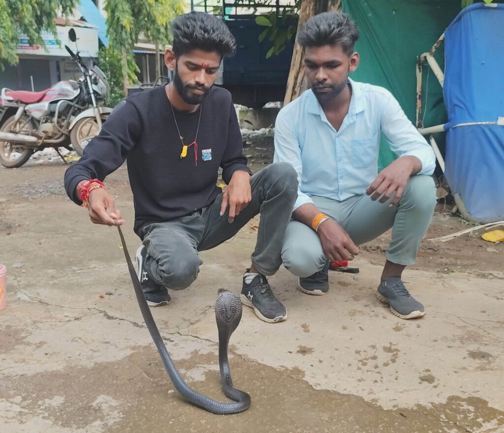 घर में सफाई के दौरान महिला को सांप ने काटा, सांप का सुरक्षित रेस्क्यू किया 2 Kobra