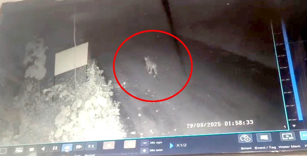 Leopard seen in Ordnance Factory area, panic created
