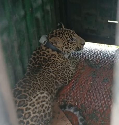 The leopard that was spreading terror in the villages was caught, now it will be released in the dense forest