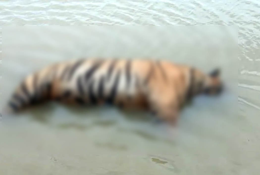 Tiger hunting in the forest adjacent to Satpura Tiger Reserve