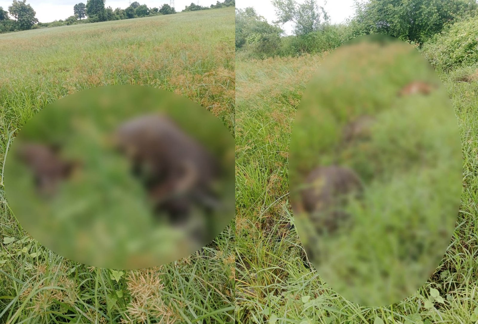 4 buffaloes and 1 cow died due to electric shock in Pipaldhana, poor family in shock