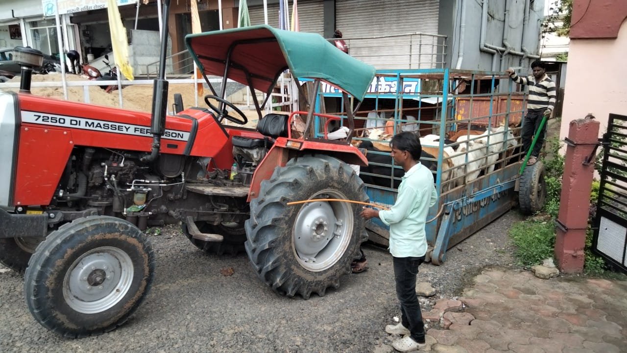 यातायात व्यवस्था बनाने में नपा टीम सक्रिय, 34 आवारा पशुओं को पकड़कर गोशाला छोड़ा 1 Municipal team active in maintaining traffic system, 34 stray animals caught and released to cow shelter