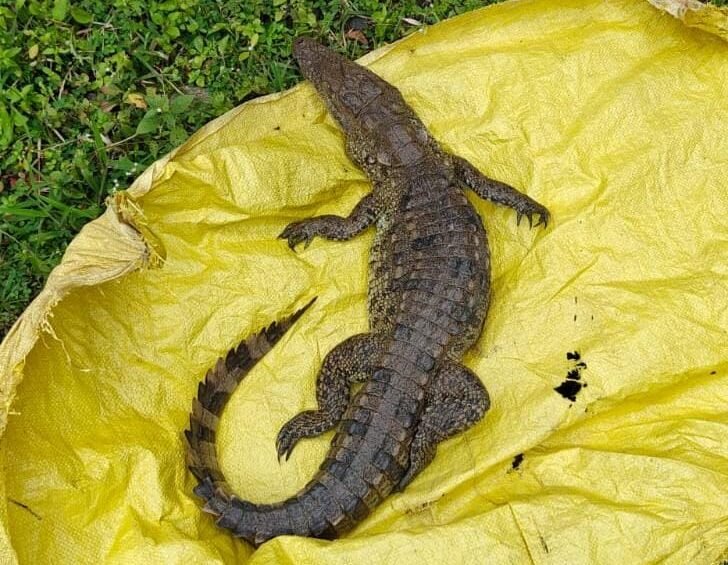 Dead baby crocodile found in Tawa river in Gwadi village