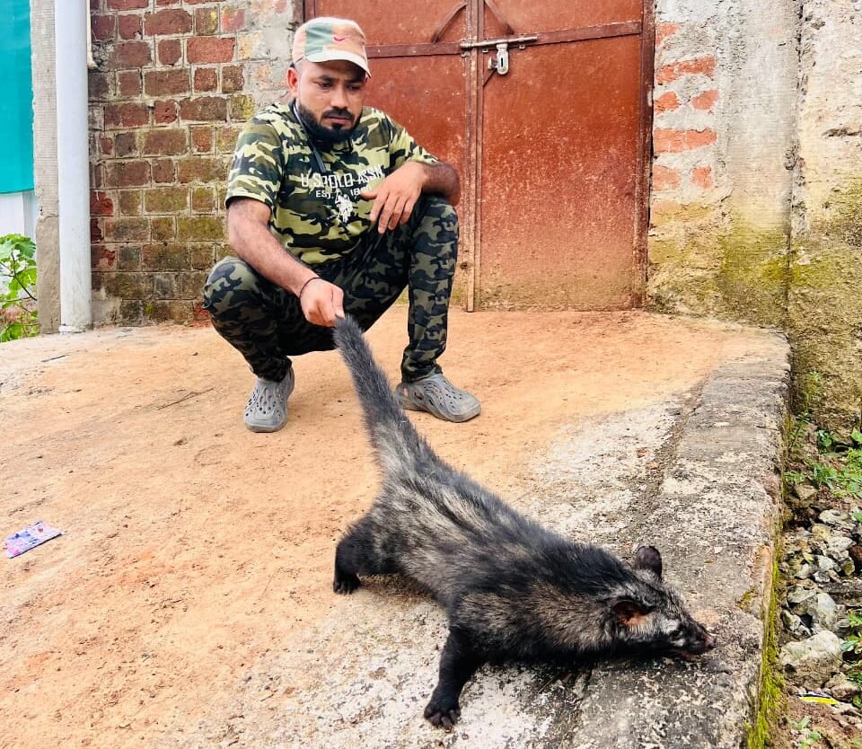 The terror of the 'Pig-Bigju' in Nala Mohalla is over, the forest department team safely rescued it.