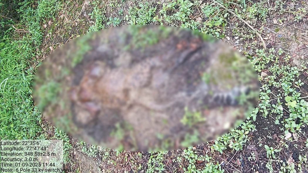 सतपुड़ा में लगातार वन्यजीवों की मौत, तेंदुए का शव मिलने से मचा हड़कंप 1 Continuous deaths of wildlife in Satpura, panic created after finding the dead body of a leopard