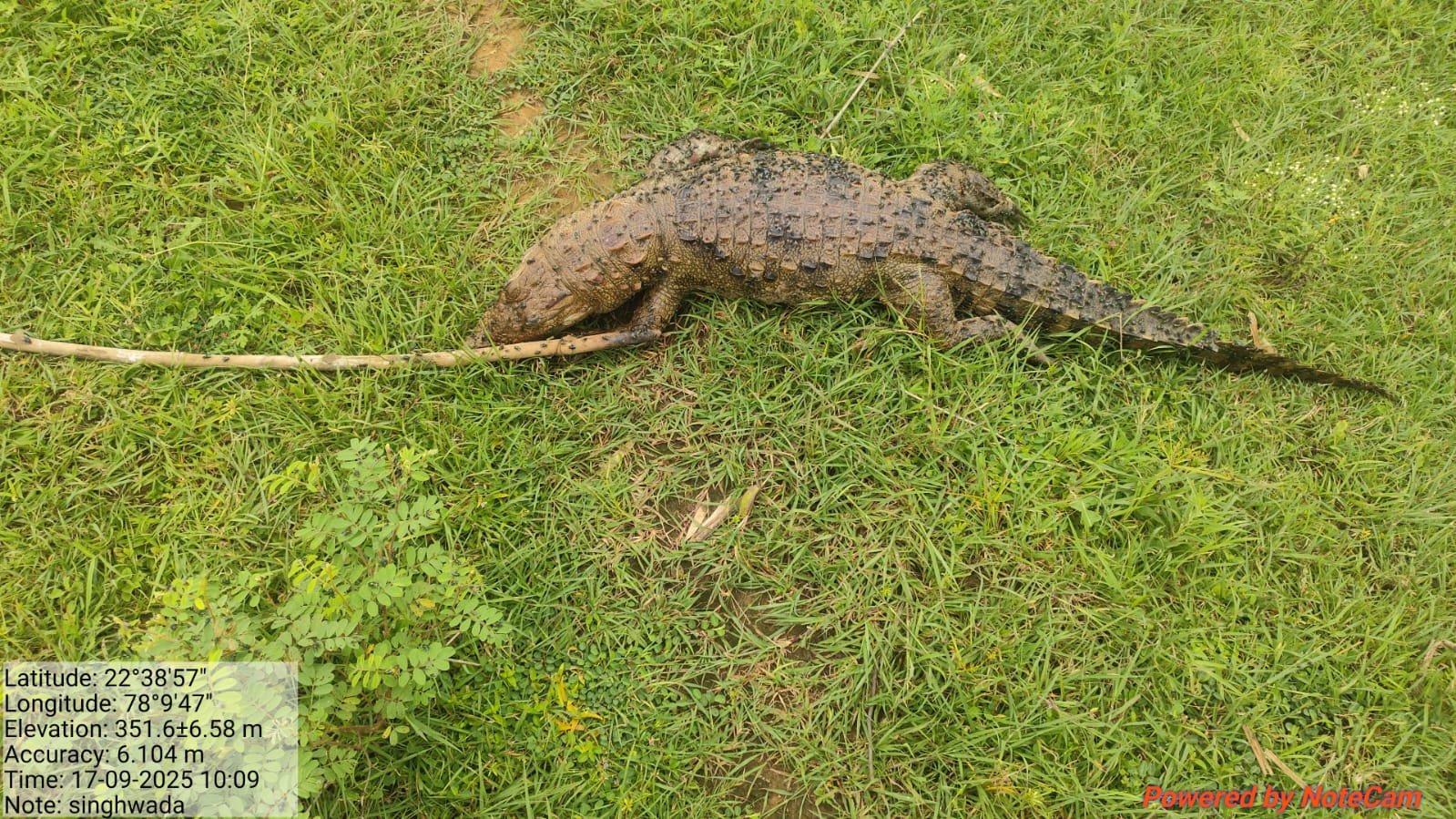 Two arrested for killing crocodiles using electric current to catch fish