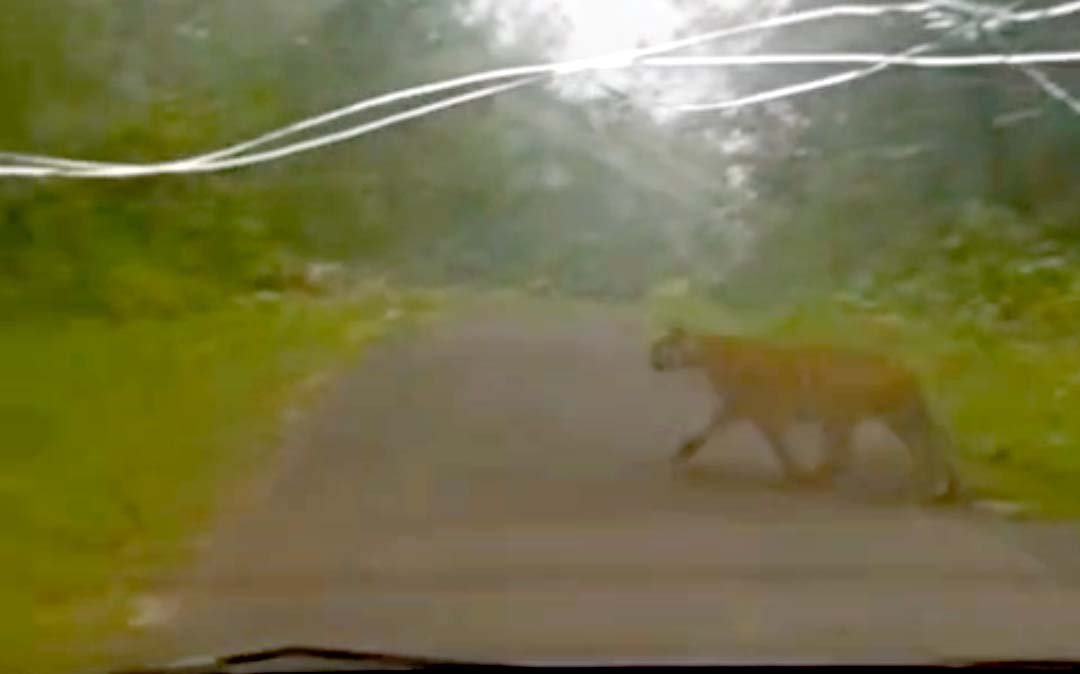 The presence of a tiger on Tawanagar Road has created a sense of fear, and demands for its release into the STR.