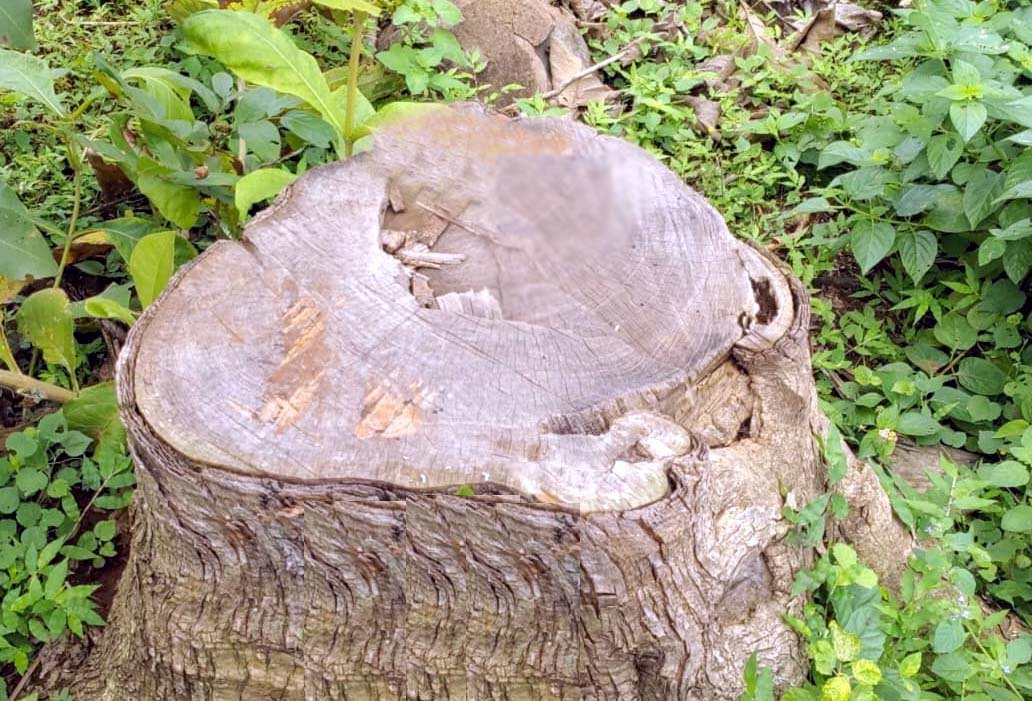 Illegal felling of teak worth Rs 2.5 crore, senior officials unaware