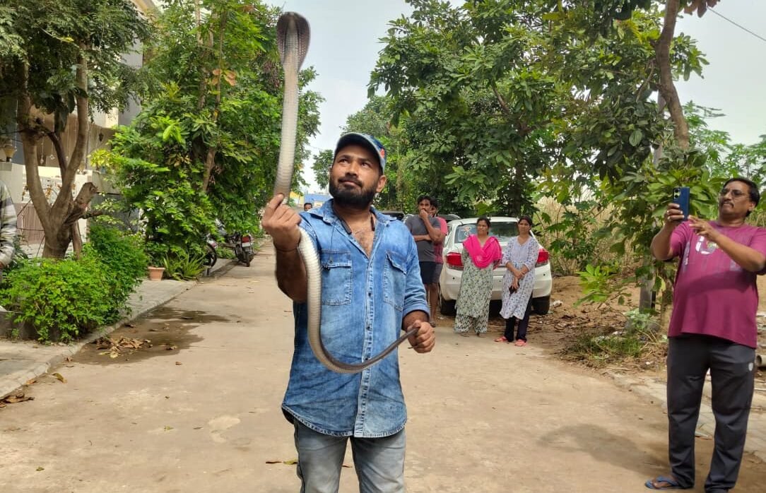 4-foot-long cobra rescued from LKG Colony, released safely in forest area