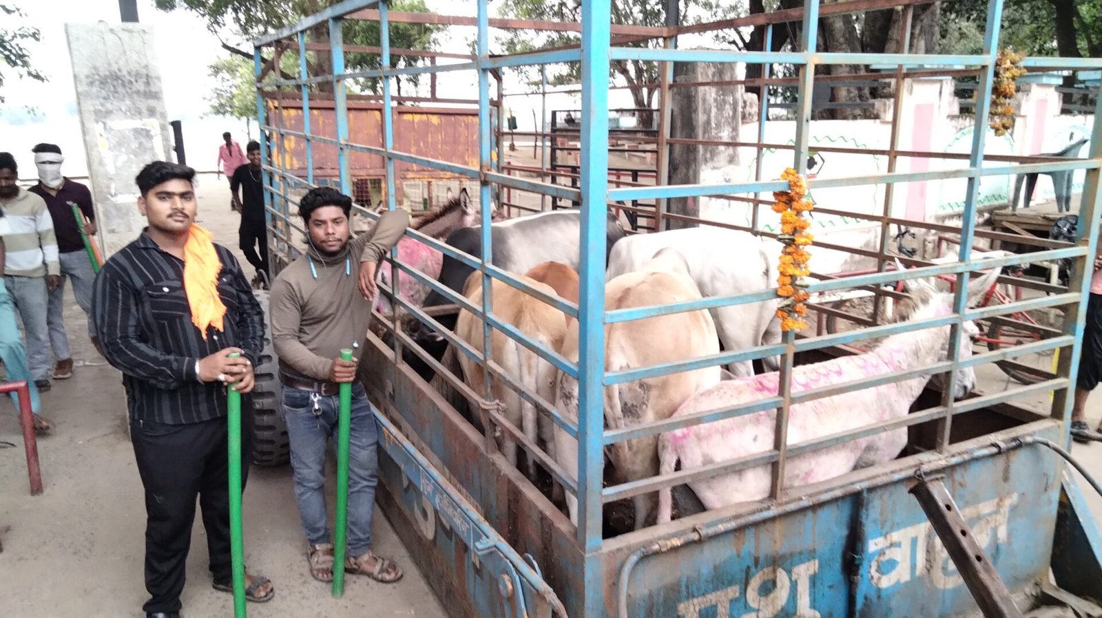 13 donkeys and 6 bulls were removed from the city limits and animal owners were advised to do so.
