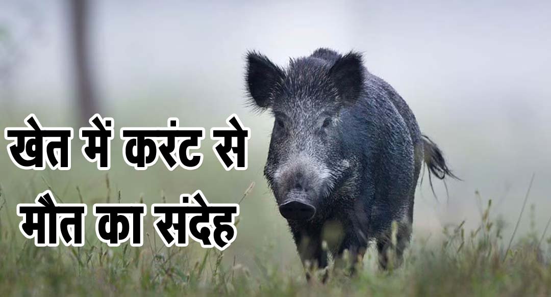 Wild boar carcass found, suspected electrocution; forest department searching for farm owner