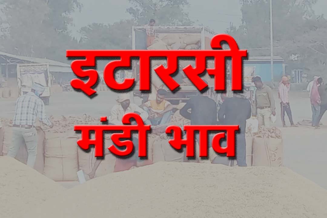 Bumper arrival of soybean and paddy in the agricultural market, these are the prices of wheat, maize and other commodities.