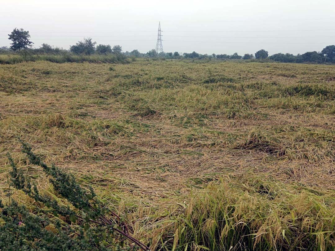 Unseasonal rains turn farmers' tears into gold, leaving fields untouched by harvesters