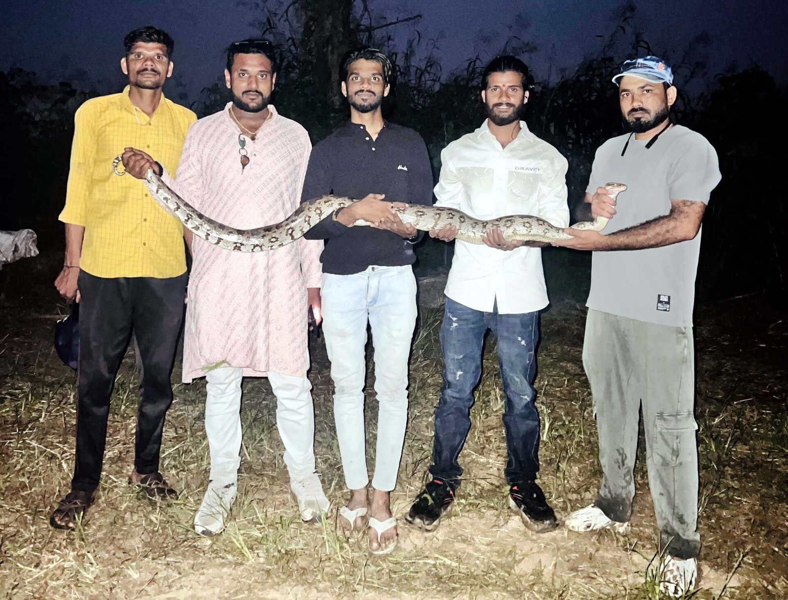 A 5-foot python was spotted in a field during harvesting, and was safely rescued by a forest department team.