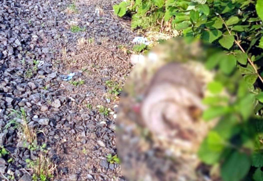 Sambhar died after colliding with a train on the railway track between Kiratpur-Nazarpur.