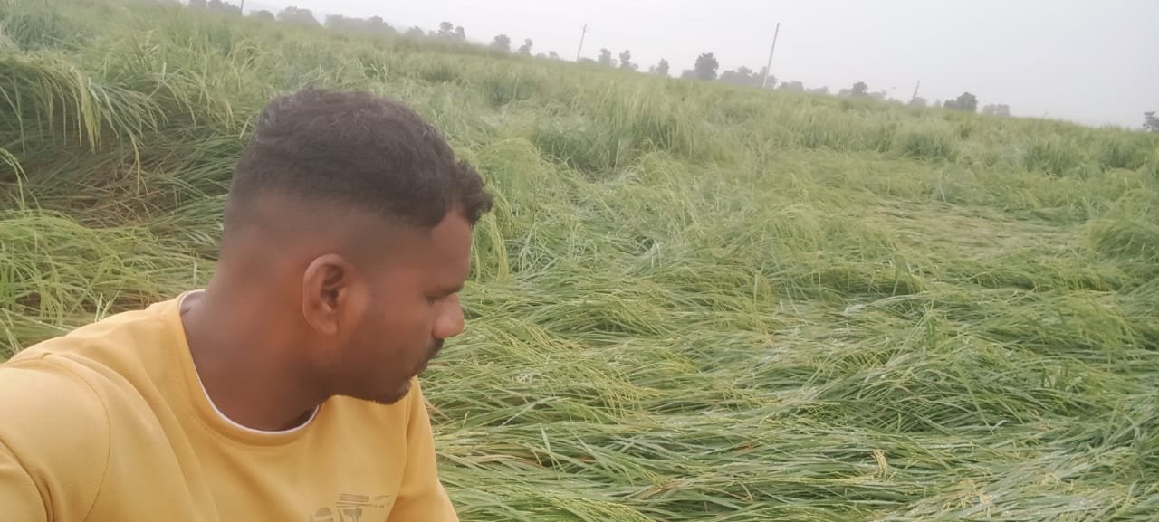 Storm and rain spoiled farmers' Diwali, destroying ripe paddy and soybean crops.