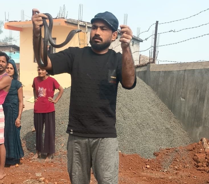 Cobra hidden in temple stairs rescued safely