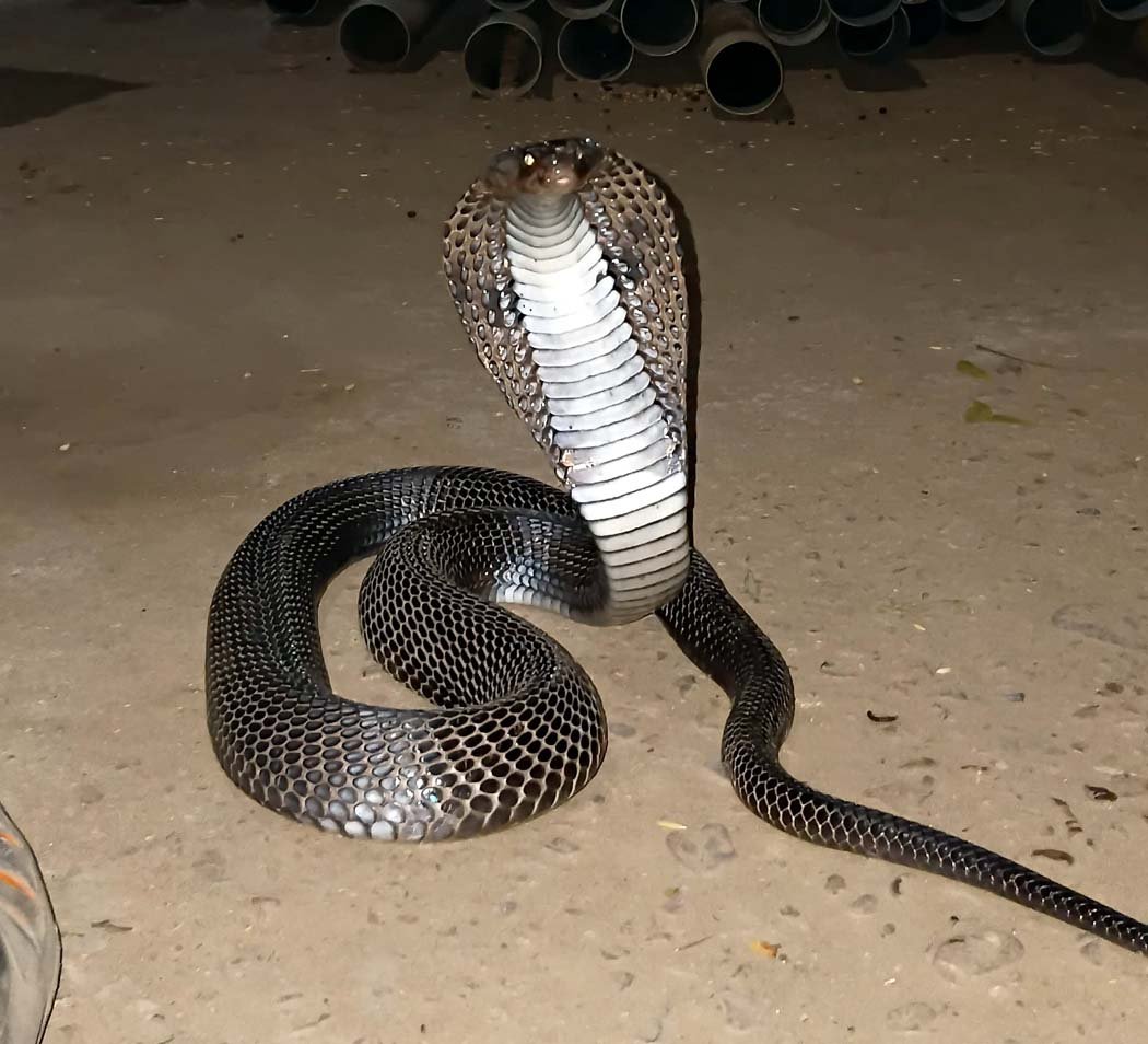 A 4-foot-long dangerous cobra was caught from a farm house in village Amada.