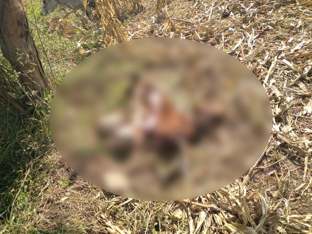 Leopard terror in Itarsi's rural areas, cow killed in Pathrota