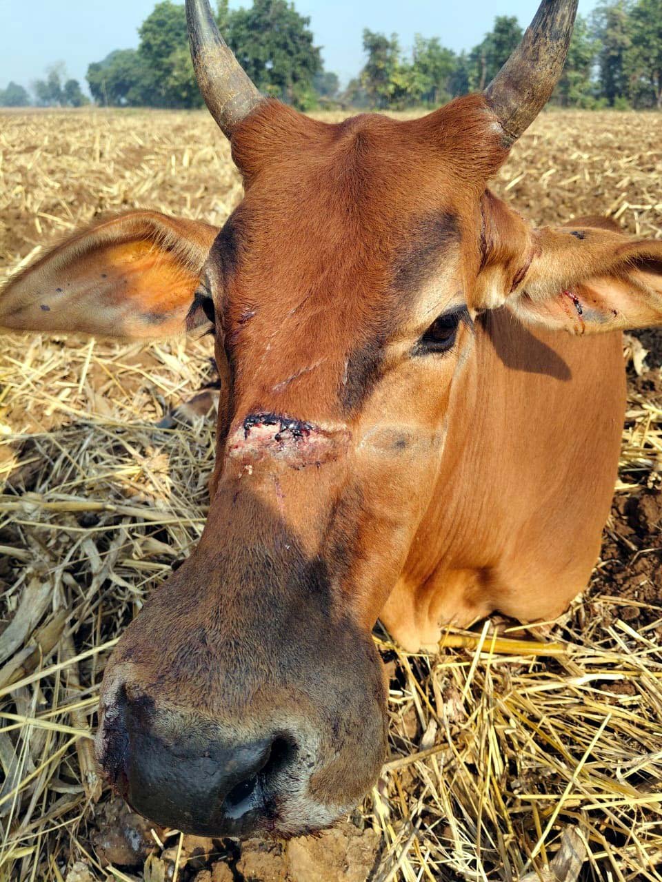 Panic in the forest area: Leopard terrorizes Sonthia and Ambada in Zamani, injures a cow