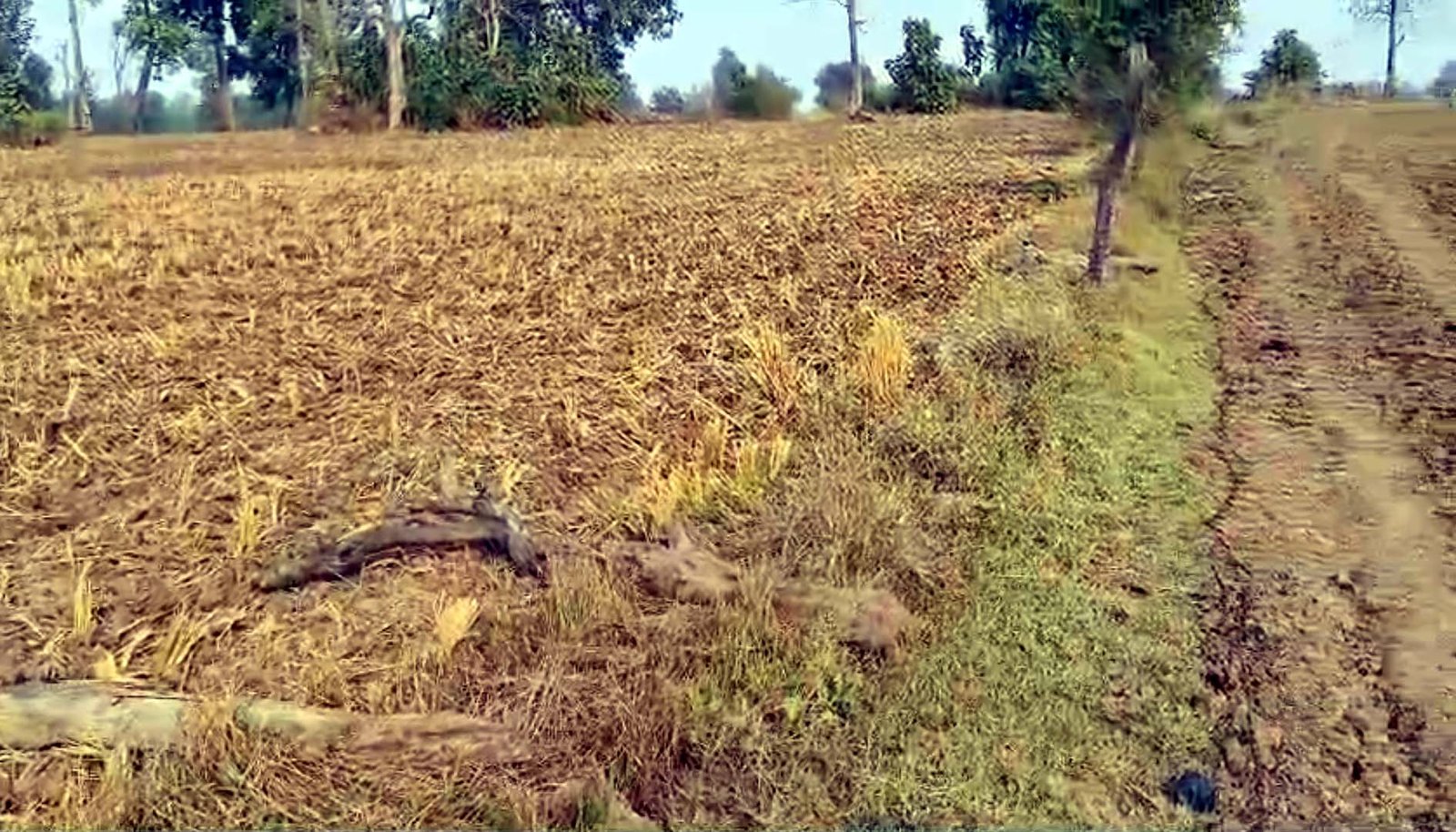 Alleged 'bullying' by the Forest Department; farmers in the special status Kesla block are upset by evictions.