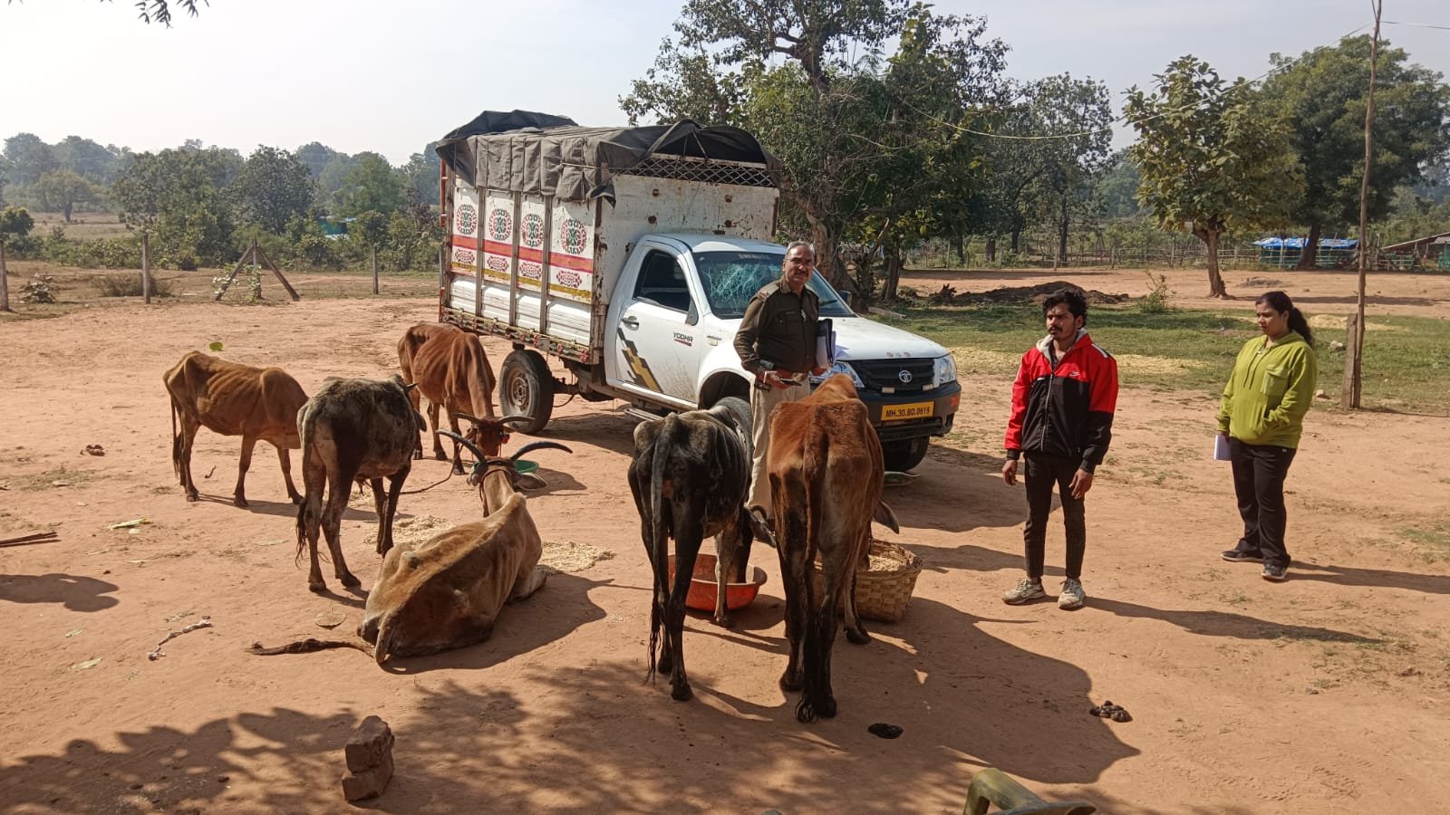 Kesla police rescue 7 cattle being taken to slaughterhouse, one accused arrested