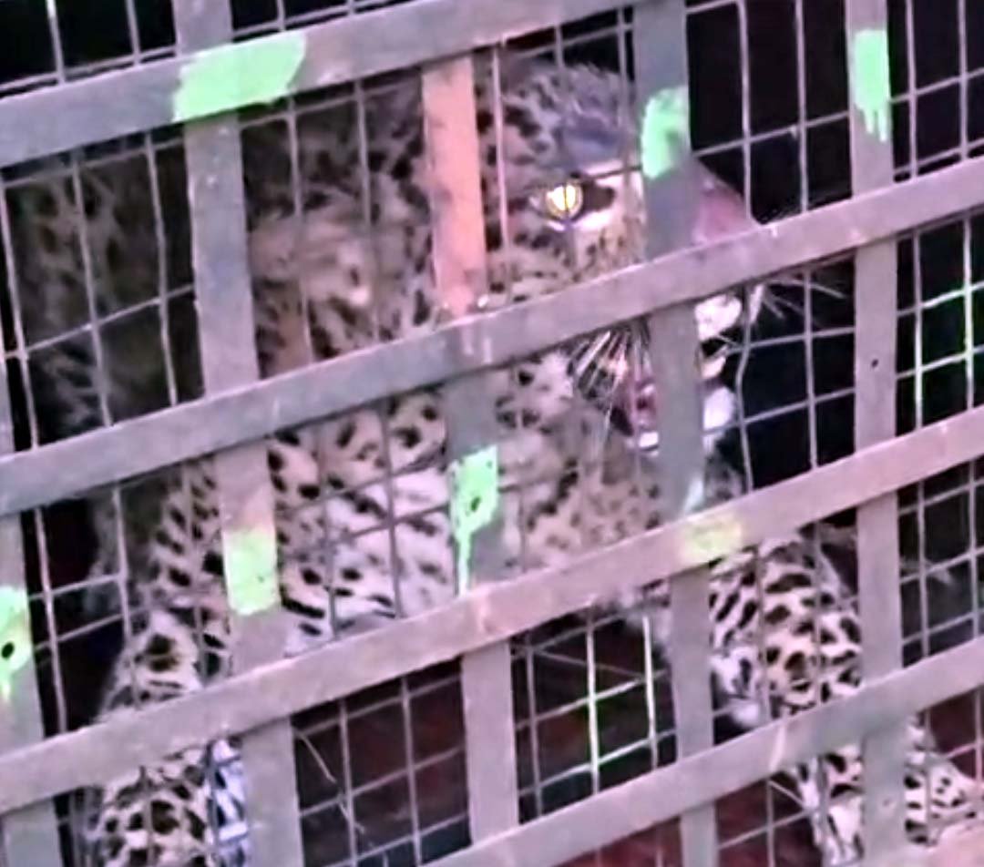 Rescue operation successful at Ordnance Factory premises, Forest Department captures second leopard in a week