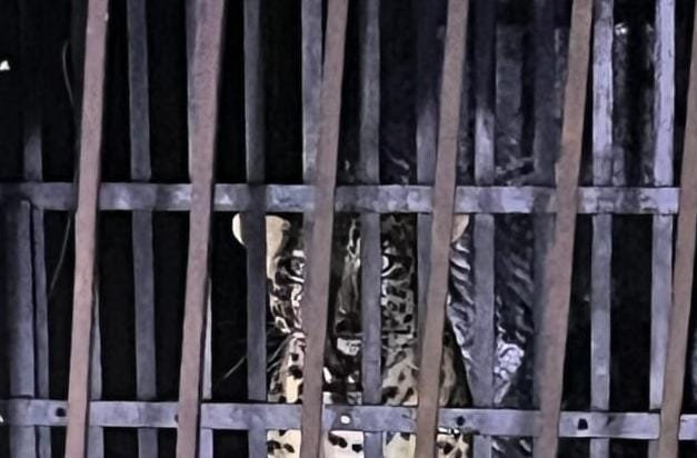 The terror was finally contained in a cage: The forest department captured the leopard that had been roaming the area for two months.