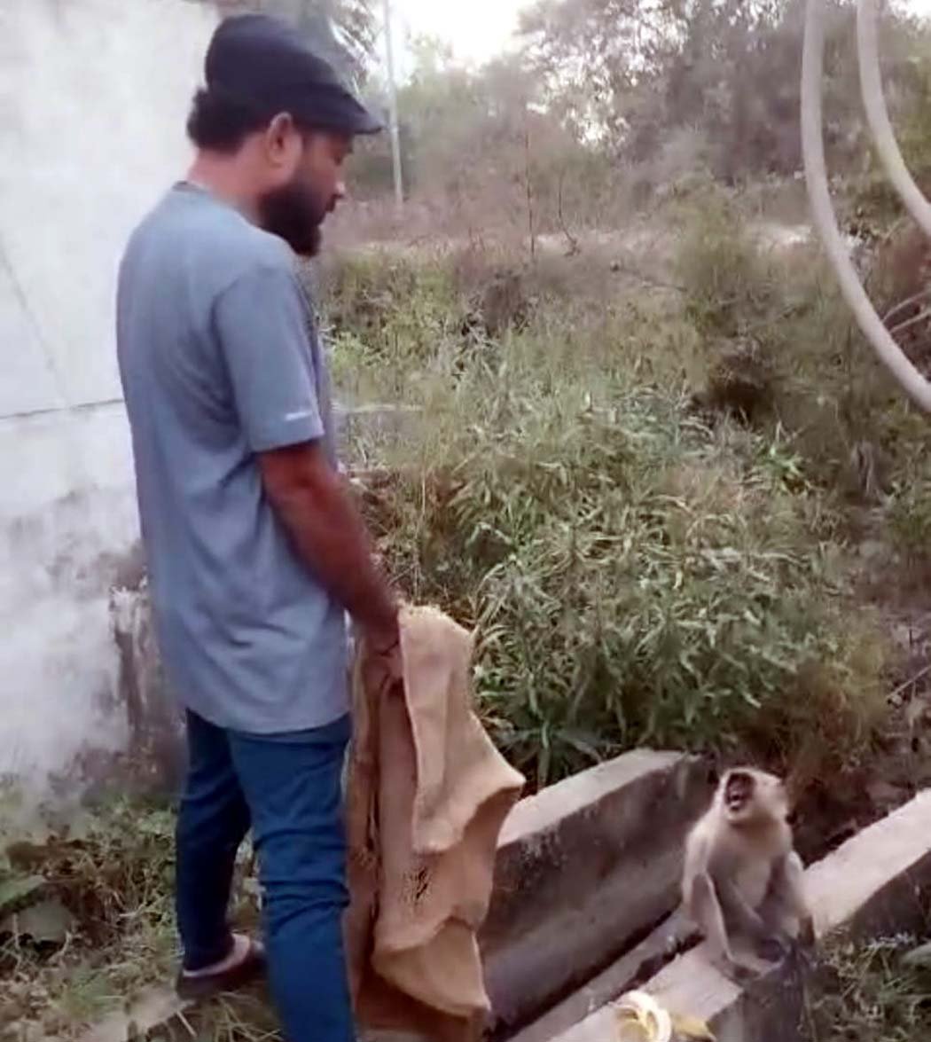 Snake friends rescue a baby langur that was electrocuted and will be released into the wild after treatment.