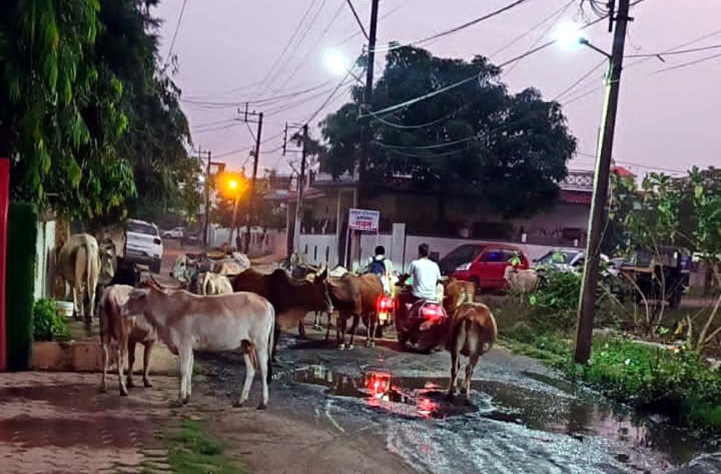 Zamani Road is a serious problem, with stray animals increasing the risk of accidents.
