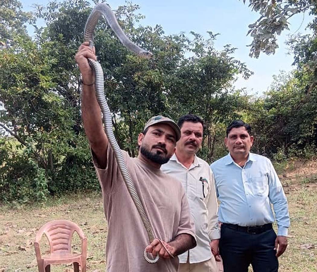 A 5-foot-long horse-like snake entered a house near the Ordnance Factory.