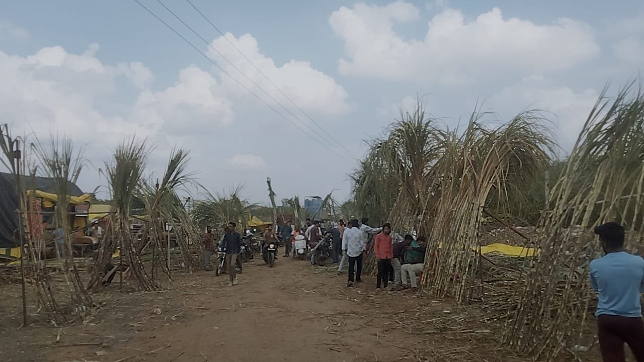 Markets shine on Devuthani Ekadashi, sugarcane was purchased at Lal Ground and puja materials were purchased at Jaistambh.