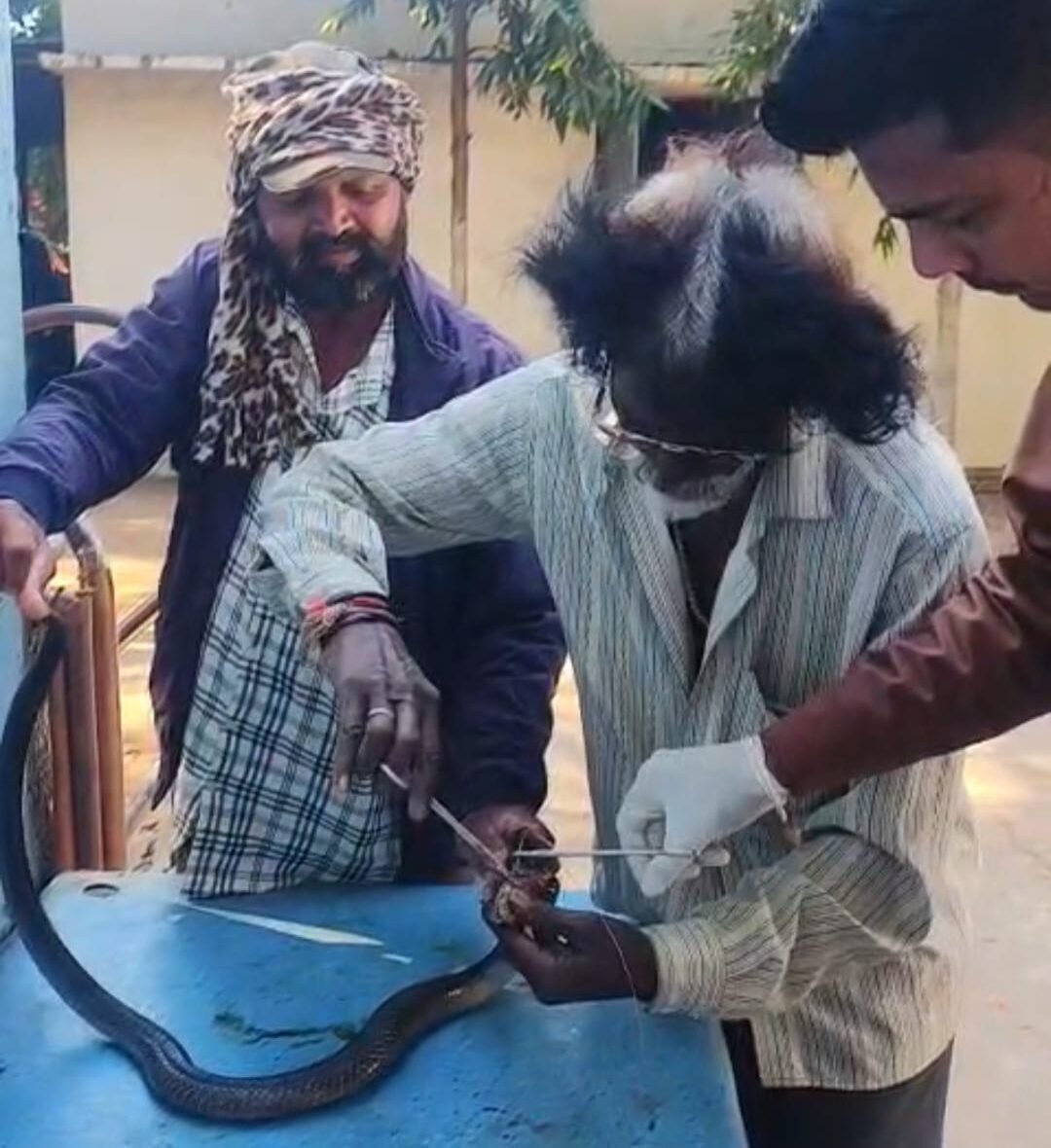 Successful surgery and treatment of cobra injured in struggle with nature