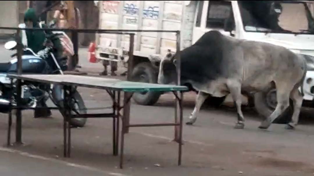 Bull terror, running around attacking passersby for two days