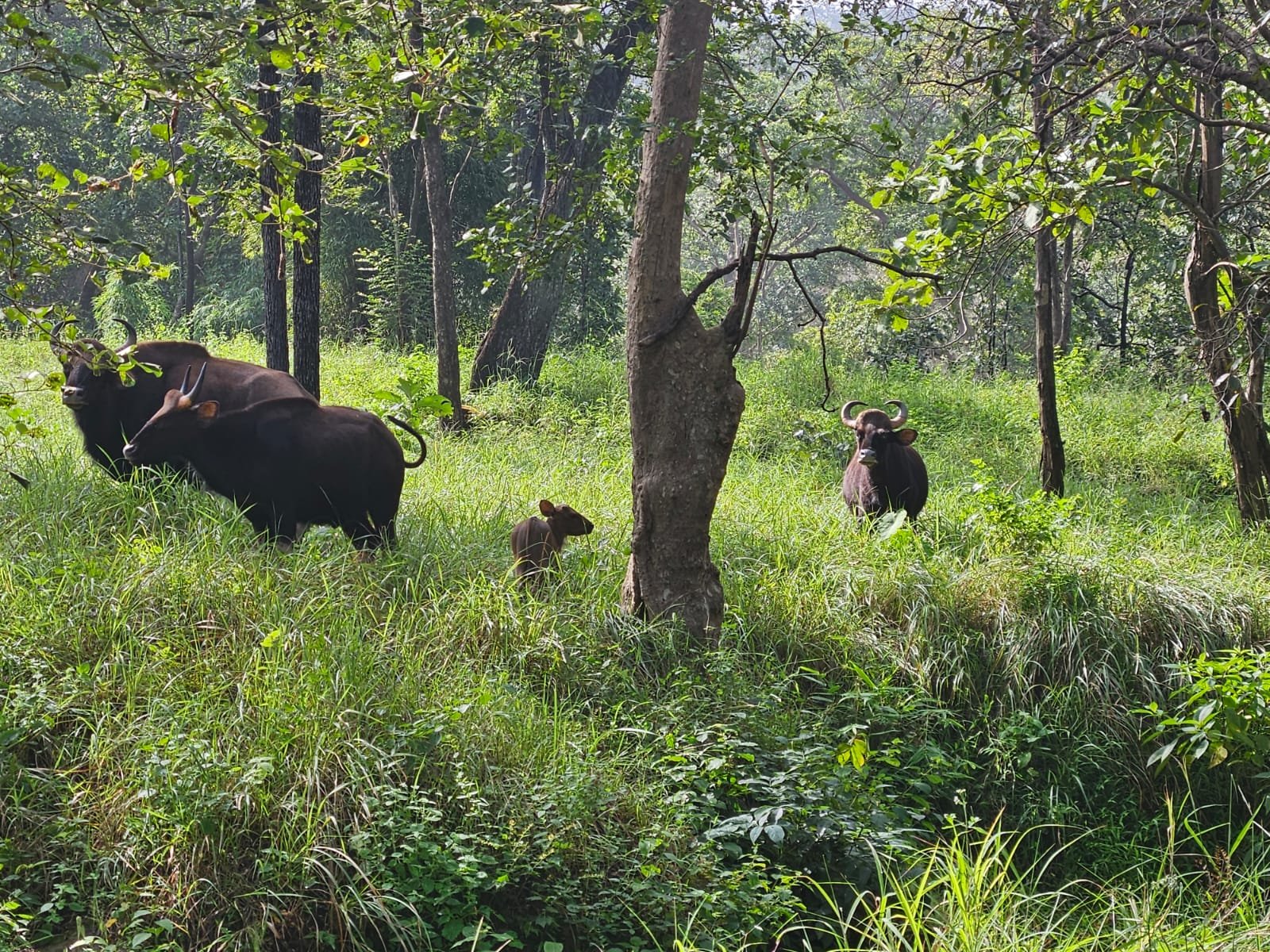 27 bison will be sent from Satpura to Bandhavgarh Tiger Reserve, giving a new dimension to biodiversity.