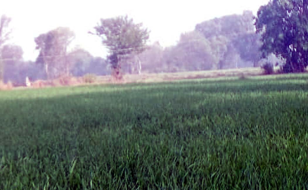 Double blow of weather, improvement in wheat crop, attack of caterpillar on gram