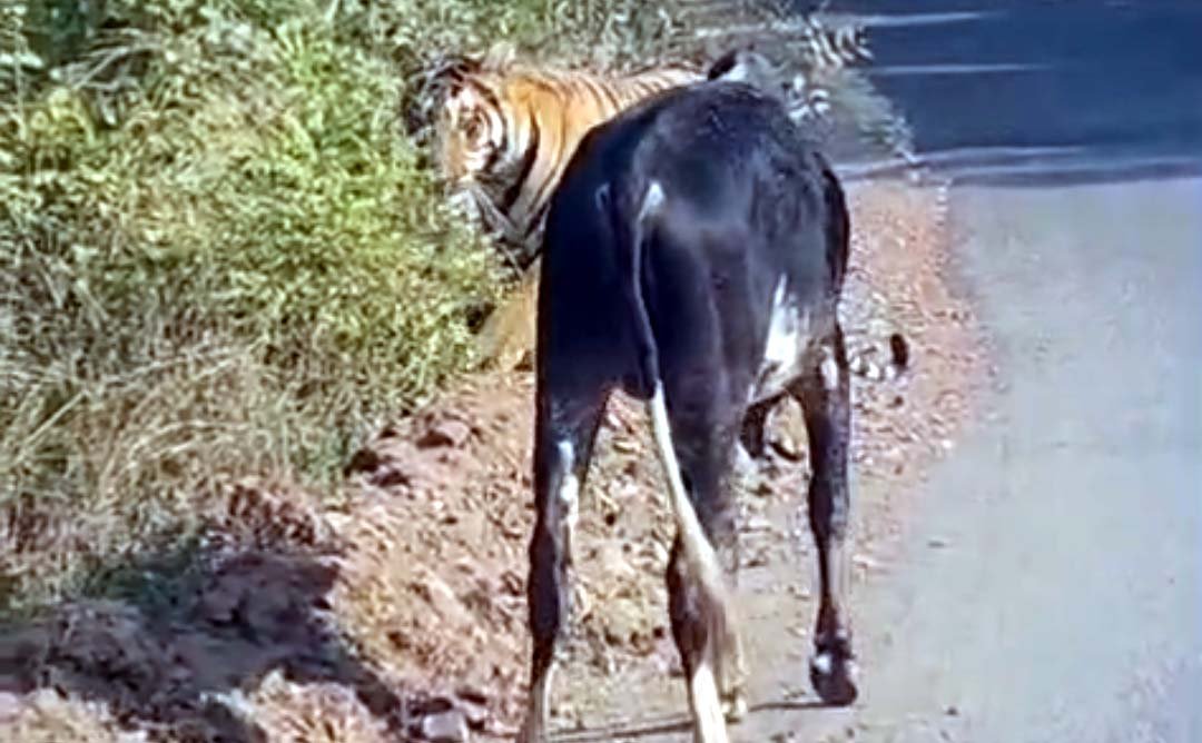Forest department begins investigation into spotting tiger on road, alert issued
