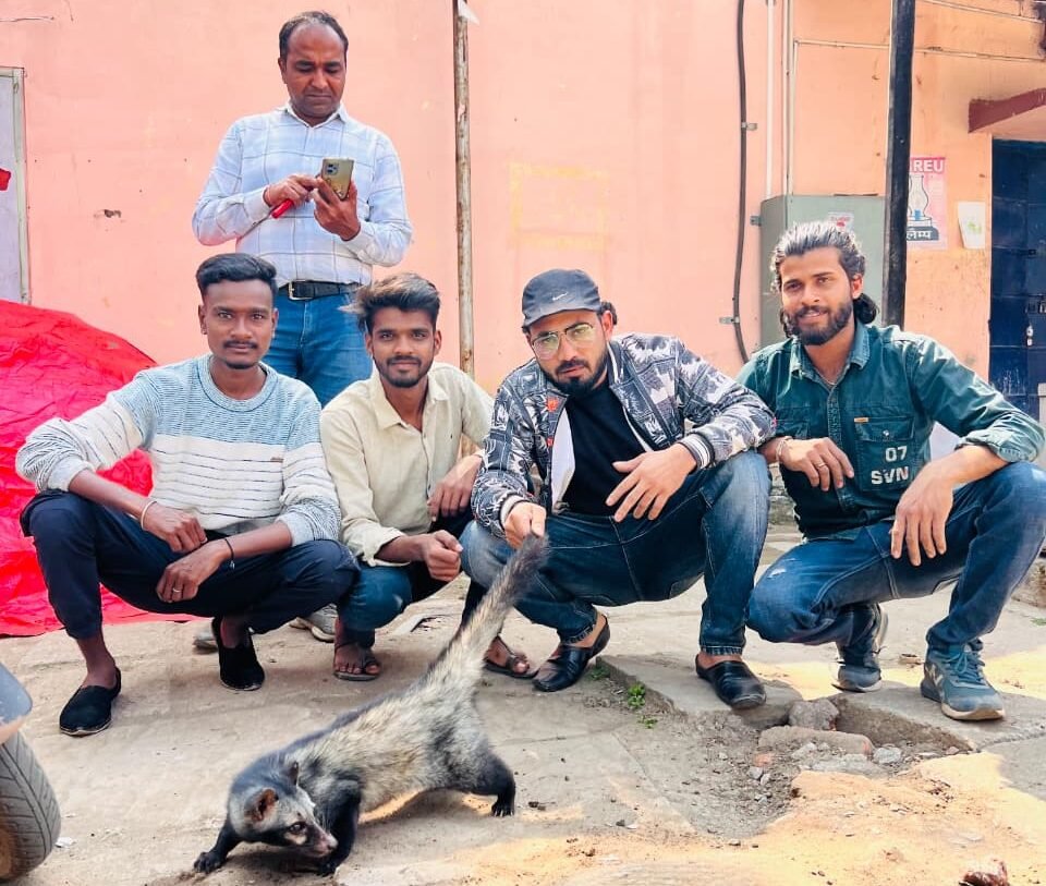 A hyena entered a railway storeroom, and was safely rescued by snake friends and released into the wild.