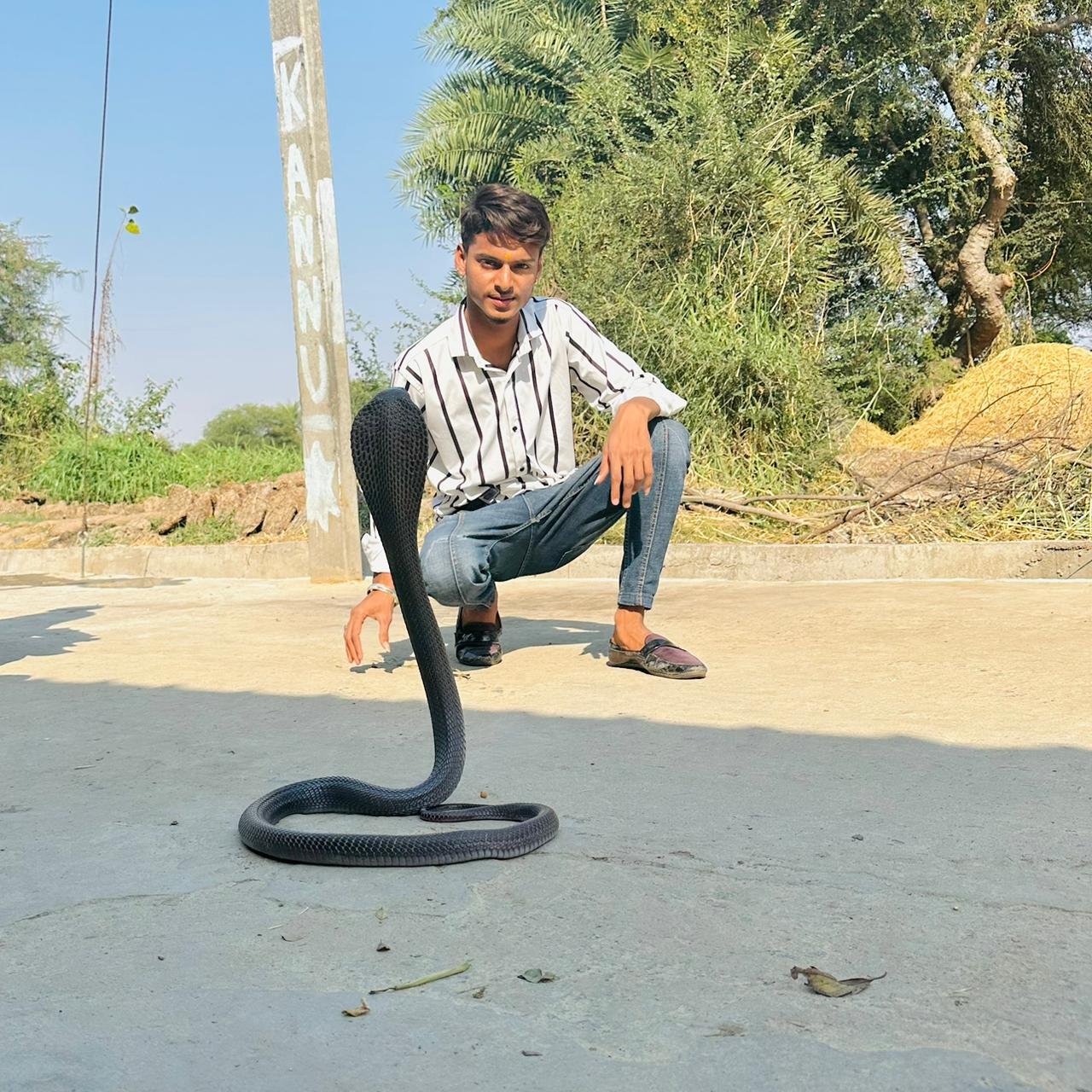 A 4-foot-long black cobra emerged from a kitchen wall in Nittaya.