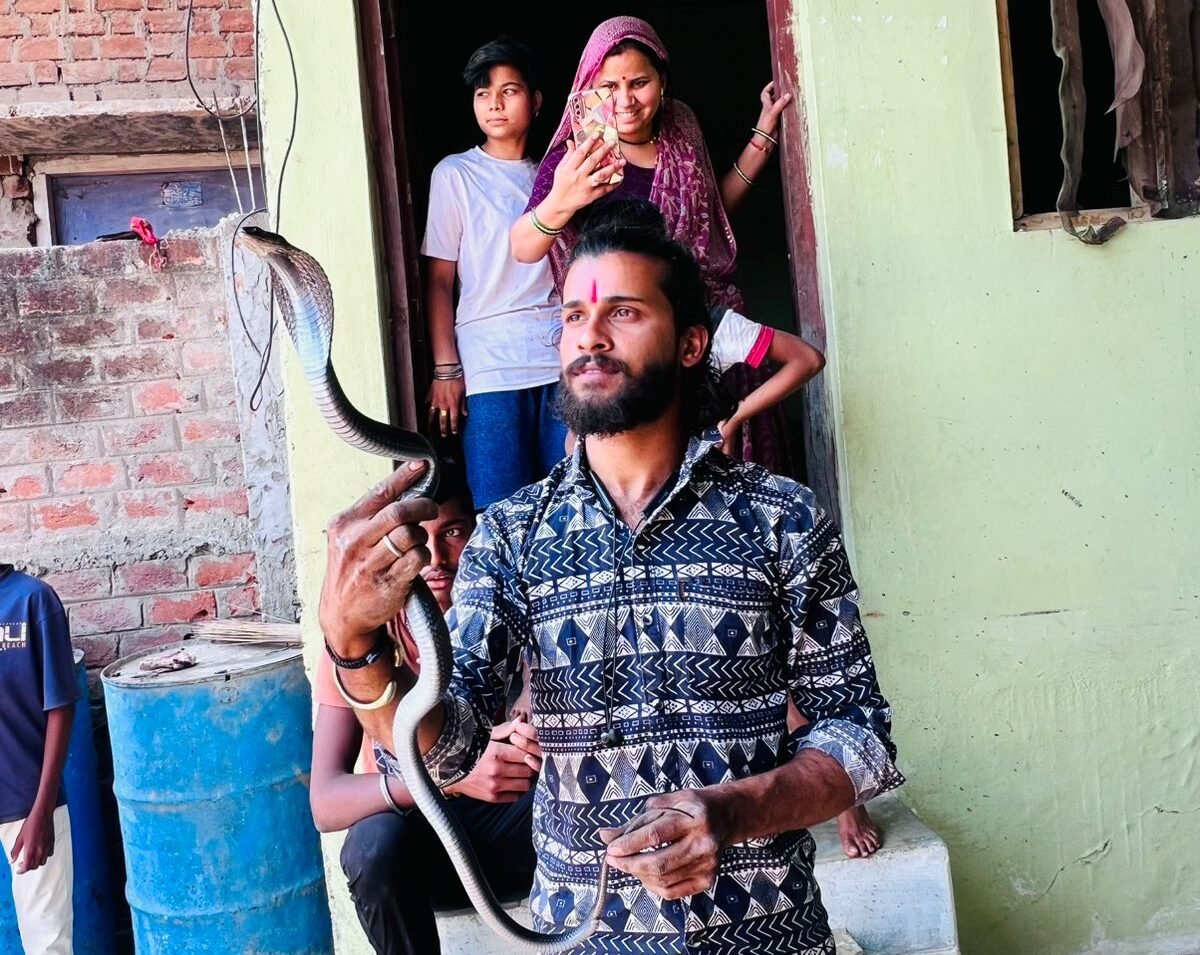 A cobra was hiding in the wall of a house, snake experts rescued it.