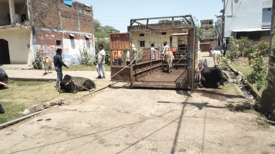 The municipal team removed stray animals from the city limits.