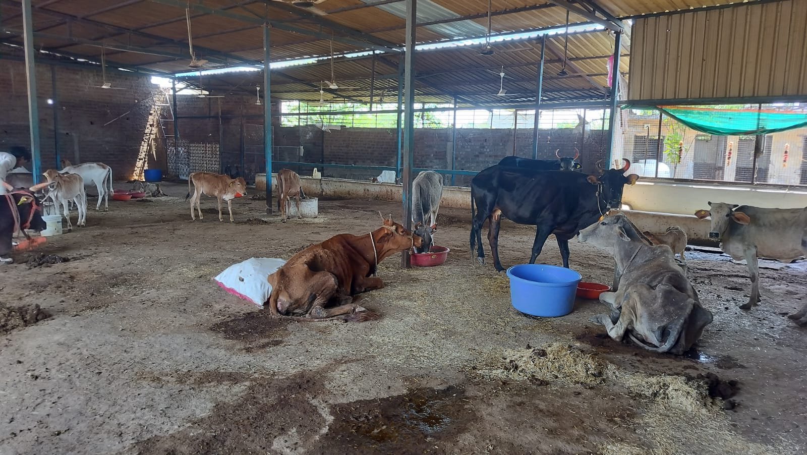 A unique example of cow service in Nyas Colony, 150 cattle are getting support.