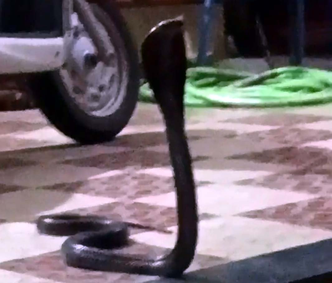 Successful rescue of a cobra snake from the porch of a house in Sai Colony, New Yard.