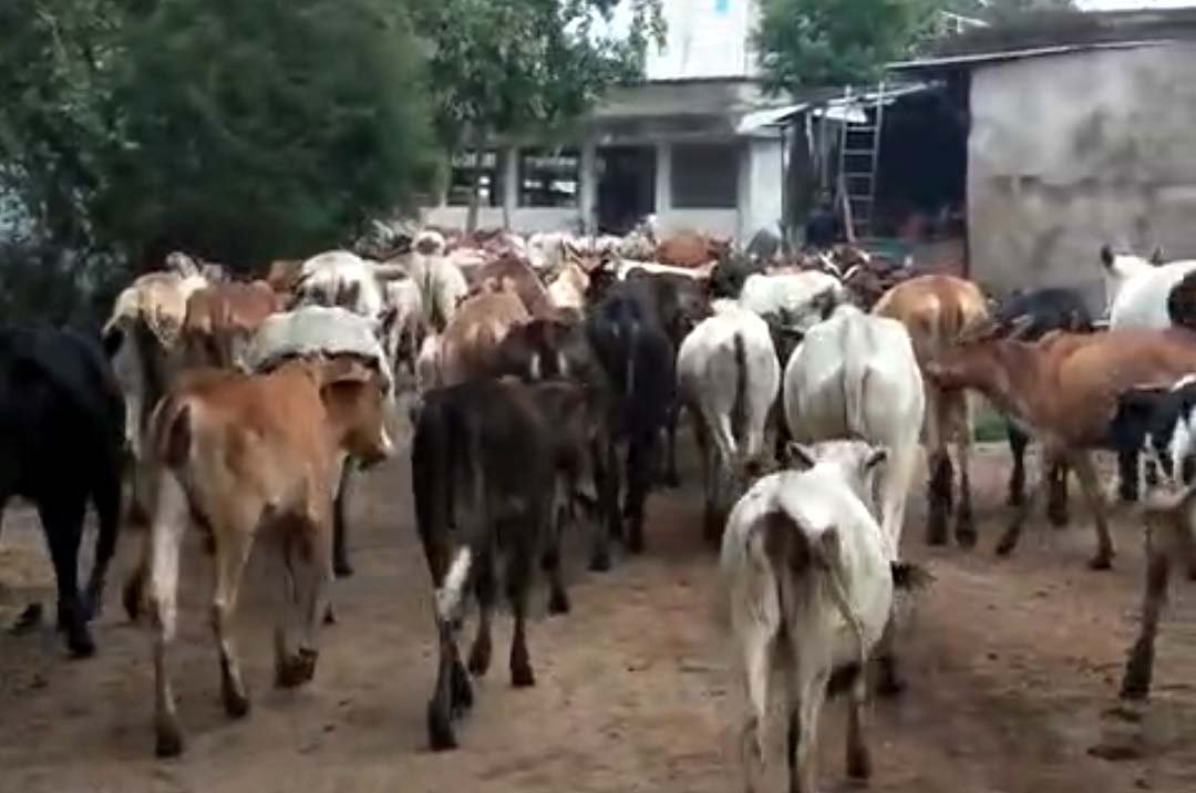The municipality rounded up 135 stray animals in a single day; they were sent to a temporary cattle shelter.